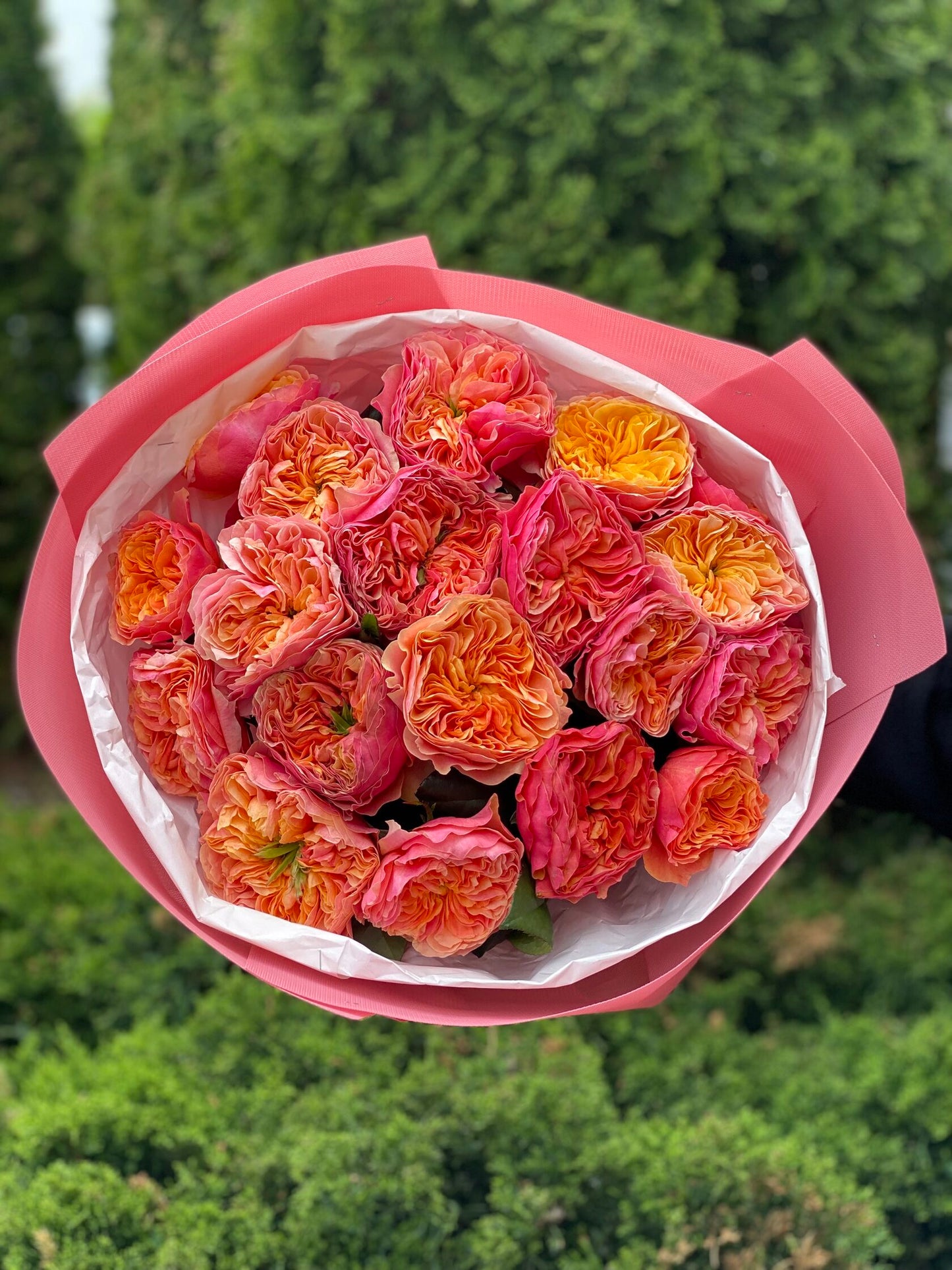 19 Rosen Sorte Kensington Garden orangefarbene Pfingstrosenrosen