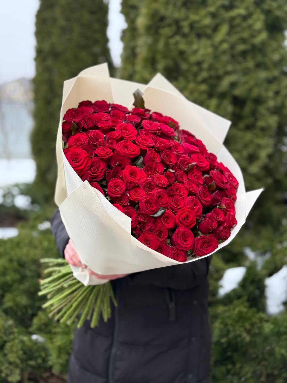 101 Rosen Sorte Prestige