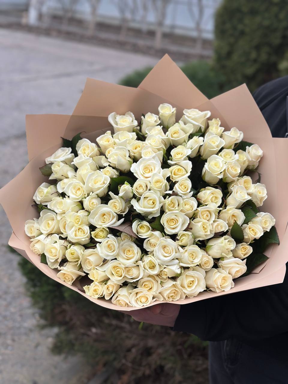 101 Rosen Sorte Beluga