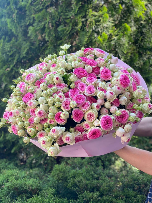101 Pfingstrosenartige Rosen der Sorte Gelato