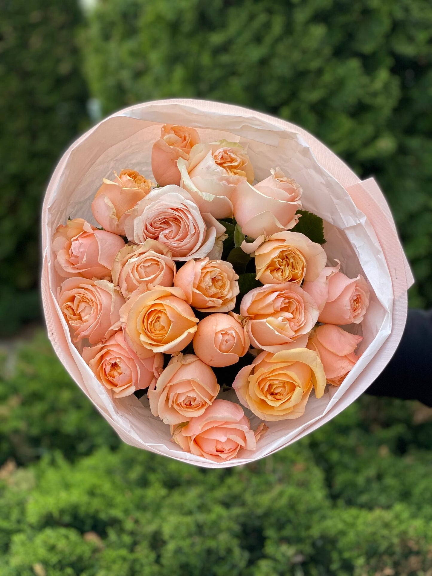 19 Rosen Sorte Ember Sun pudrige Pfingstrosenrosen