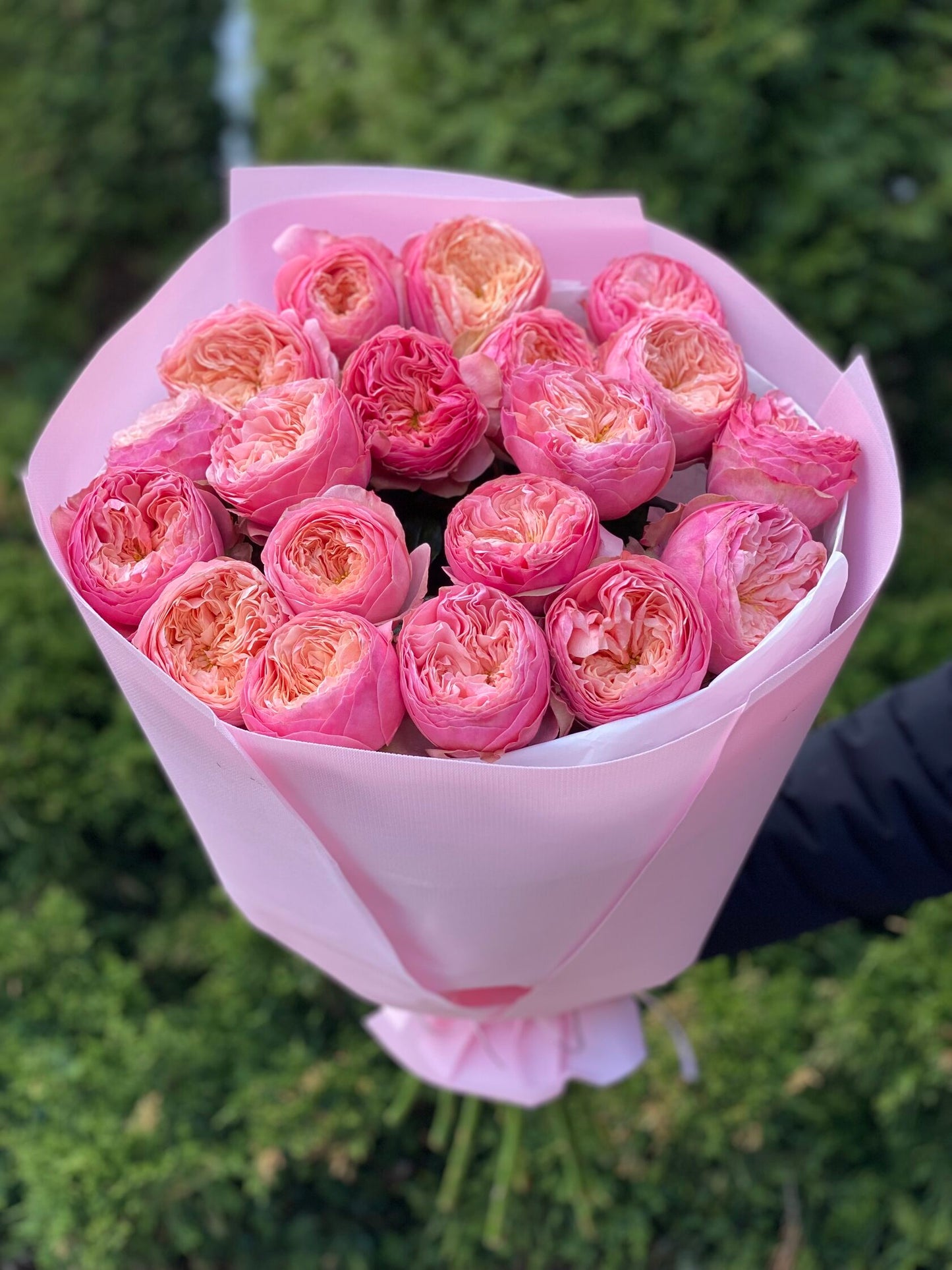 19 Rosen Sorte Harper Pfingstrosenrosen