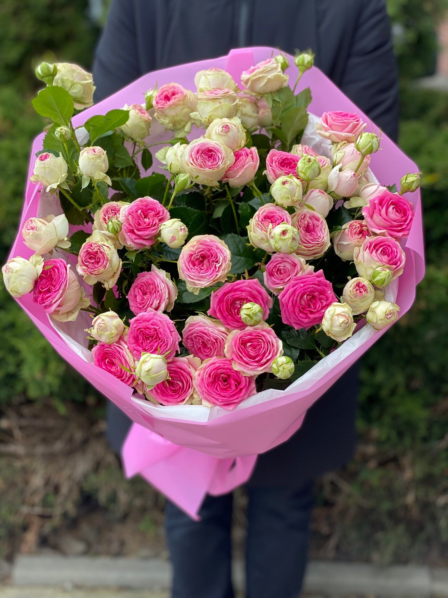 19 verzweigte pfingstrosenähnliche Rosen Sorte Gelato