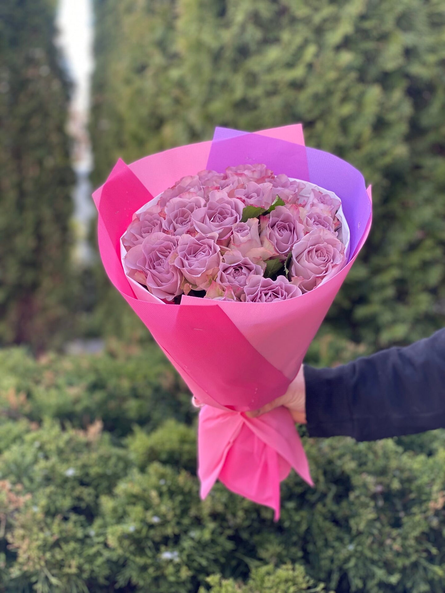 19 Rosen Sorte Violett Holland
