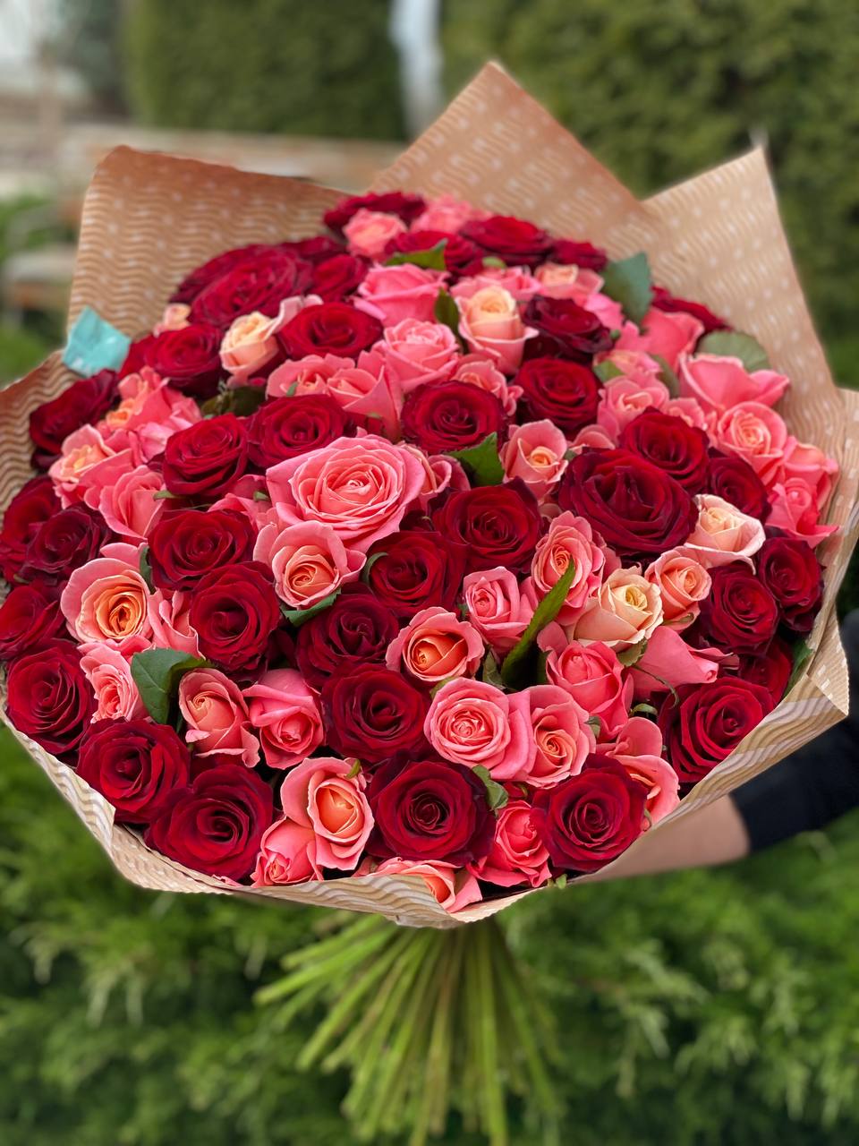 101 Rosen Sorte Miss Piggy und Rote
