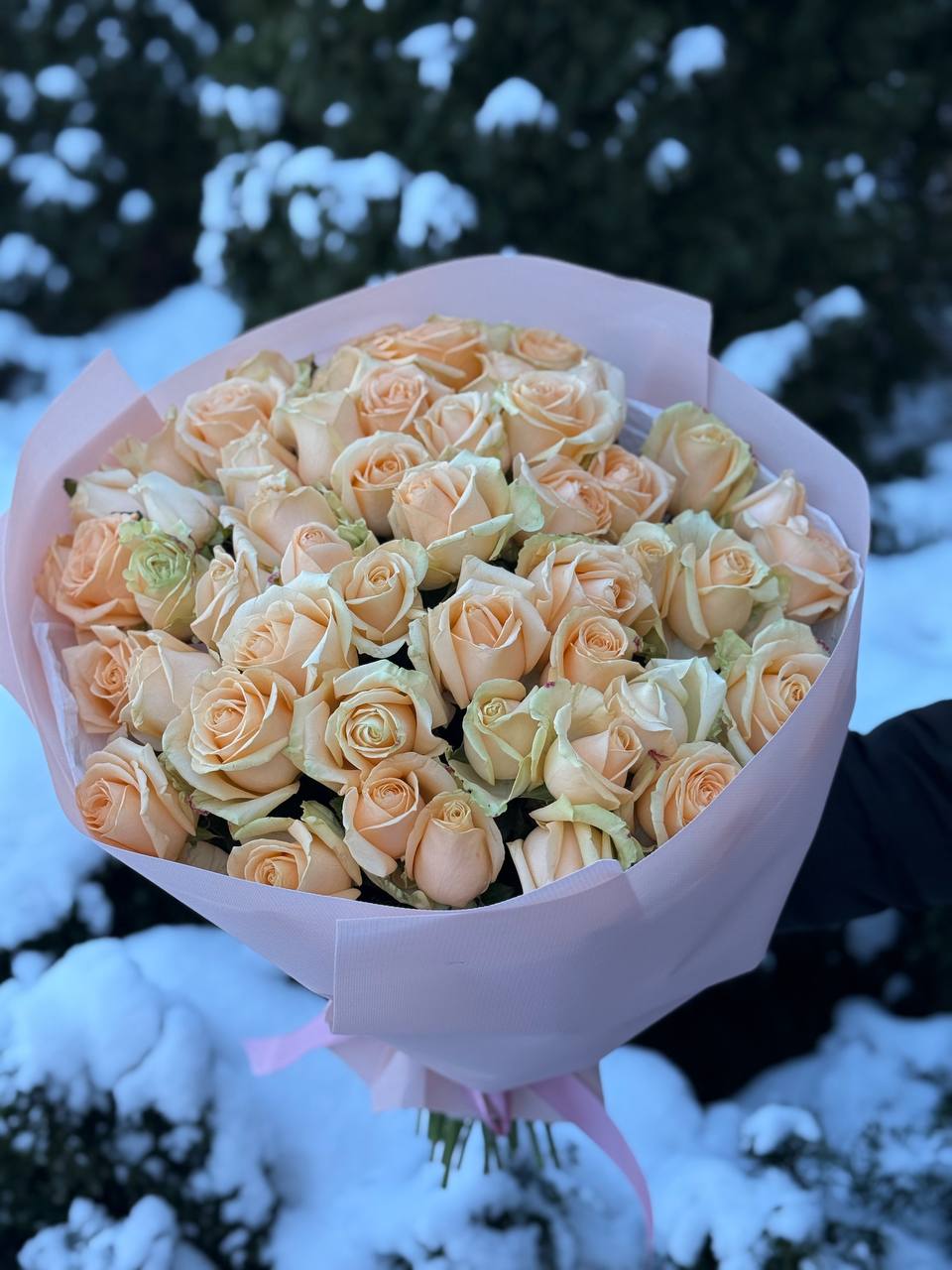 51 Rosen der Sorte Peach Avalanche