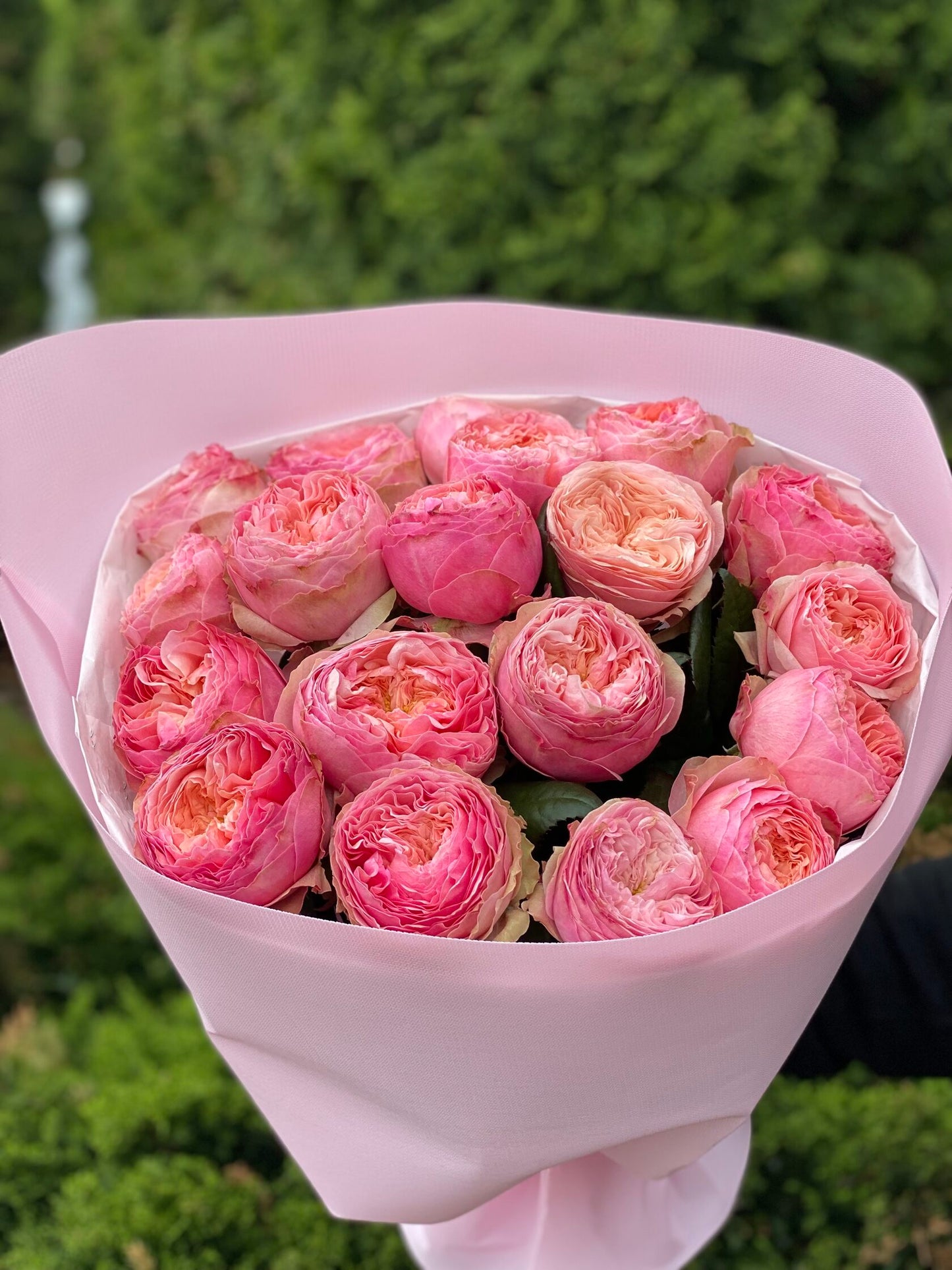19 Rosen Sorte Harper Pfingstrosenrosen